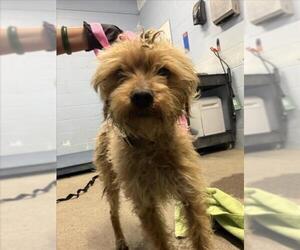 Poodle (Miniature)-Unknown Mix Dogs for adoption in Woodland, CA, USA