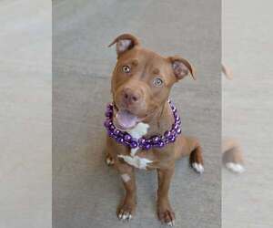 American Pit Bull Terrier-Unknown Mix Dogs for adoption in McKinney, TX, USA
