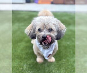 Lhatese Dogs for adoption in San Diego, CA, USA