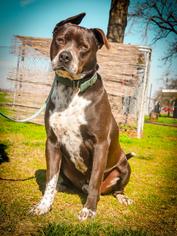 American Pit Bull Terrier-Pointer Mix Dogs for adoption in Lemoore, CA, USA