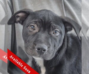 American Staffordshire Terrier-Unknown Mix Dogs for adoption in Huntley, IL, USA