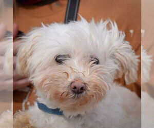 Maltese Dogs for adoption in Huntley, IL, USA