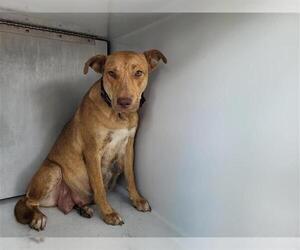 Labrador Retriever Dogs for adoption in Houston, TX, USA