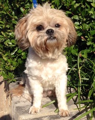 Shih Tzu Dogs for adoption in PIPE CREEK, TX, USA