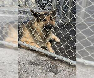 German Shepherd Dog Dogs for adoption in Redlands, CA, USA