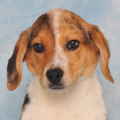 Australian Shepherd-Jack Russell Terrier Mix Dogs for adoption in Danville, KY, USA
