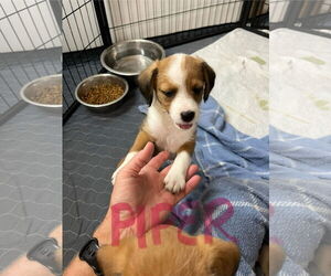 Mutt Dogs for adoption in Jackson Township, NJ, USA