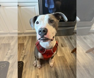 Mutt Dogs for adoption in Holly Springs, NC, USA