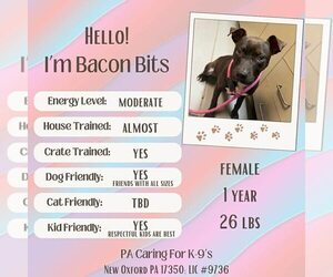 American Staffordshire Terrier-Unknown Mix Dogs for adoption in New Oxford , PA, USA