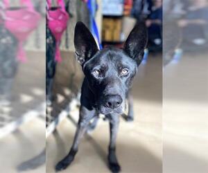 German Shepherd Dog-Unknown Mix Dogs for adoption in Chula Vista, CA, USA