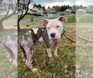 Bullypit Dogs for adoption in Spotsylvania, VA, USA