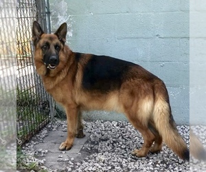 German Shepherd Dog Dogs for adoption in Weston, FL, USA