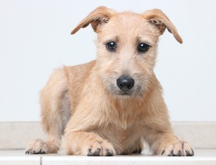 Labradoodle Dogs for adoption in Eden Prairie, MN, USA