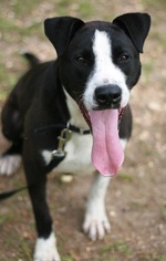 Medium Photo #1 American Bulldog-Border Collie Mix Puppy For Sale in Attalka, AL, USA
