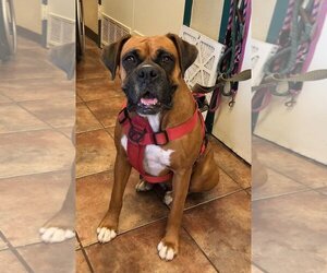 Boxer Dogs for adoption in Amarillo, TX, USA