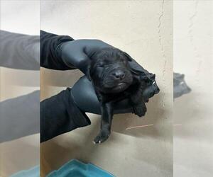 Labrottie Dogs for adoption in San Bernardino, CA, USA