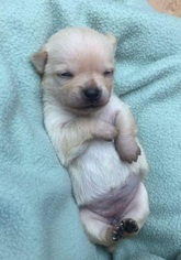 Medium Photo #1 American Rat Pinscher Puppy For Sale in Dallas, TX, USA