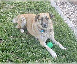 Anatolian Shepherd-German Shepherd Dog Mix Dogs for adoption in Sacramento, CA, USA