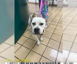 American Bulldog Dogs for adoption in West Palm Beach, FL, USA