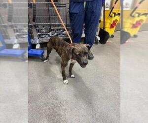 Plott Hound-Unknown Mix Dogs for adoption in Forestville, MD, USA