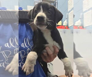 Labrador Retriever Dogs for adoption in Evansville, IN, USA