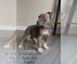 American Pit Bull Terrier-Unknown Mix Dogs for adoption in Jacksonville, NC, USA