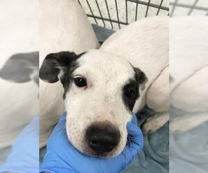 Bull Terrier-Unknown Mix Dogs for adoption in Conroe, TX, USA