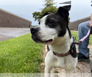 Small Boston Terrier-Jack Russell Terrier Mix