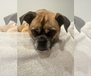 Puggle Dogs for adoption in Mundelein, IL, USA