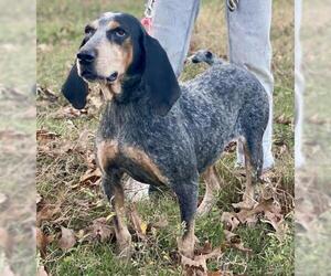 Bluetick Coonhound-Unknown Mix Dogs for adoption in Morton Grove, IL, USA
