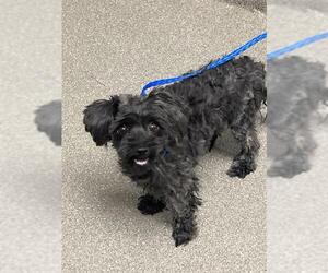 Maltese-Unknown Mix Dogs for adoption in Las Vegas, NV, USA