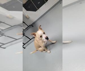 Labrador Retriever-Unknown Mix Dogs for adoption in St. Cloud, FL, USA