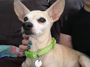 Chihuahua Dogs for adoption in Sonora, CA, USA