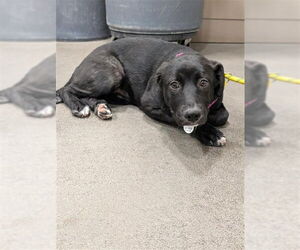 Shepradors Dogs for adoption in Forestville, MD, USA