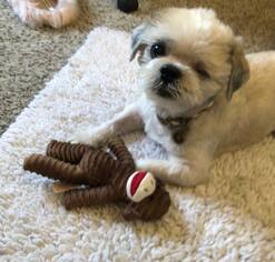Shih Tzu Dogs for adoption in Lake Elsinore, CA, USA