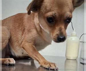 Chihuahua Dogs for adoption in Bakersfield, CA, USA