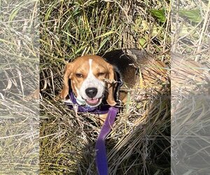 Beagle Dogs for adoption in Clinton , MI, USA