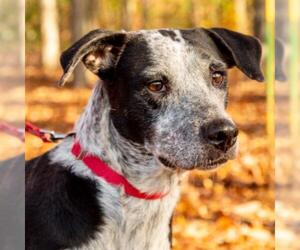 Mutt Dogs for adoption in Canton, CT, USA