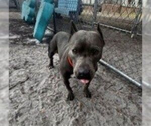 Mutt Dogs for adoption in St. Cloud, FL, USA