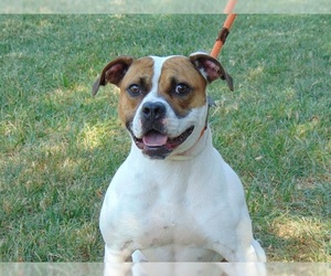 Bull-Boxer Dogs for adoption in Charlotte, NC, USA