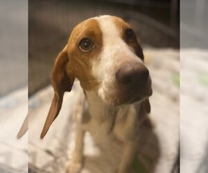 Beagle Dogs for adoption in Lexington, SC, USA