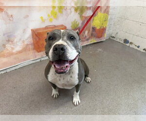 Mutt Dogs for adoption in San Bernardino, CA, USA