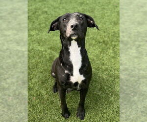 Medium Photo #1 Labrador Retriever-Unknown Mix Puppy For Sale in Baytown, TX, USA