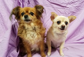Chihuahua Dogs for adoption in Hornell, NY, USA