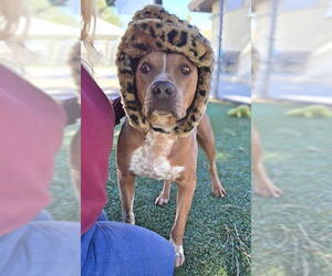 Mutt Dogs for adoption in Downey, CA, USA