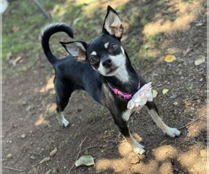 Miniature Pinscher-Unknown Mix Dogs for adoption in Phoenix, AZ, USA