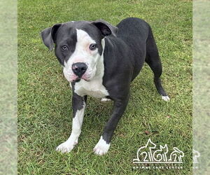 American Pit Bull Terrier Dogs for adoption in Irvine, CA, USA