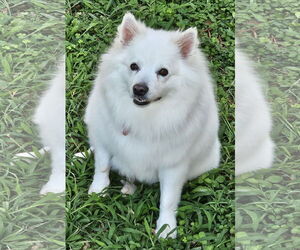 American Eskimo Dog Dogs for adoption in Pikesville, MD, USA