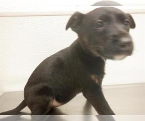 German Shepherd Dog-Unknown Mix Dogs for adoption in Oroville, CA, USA