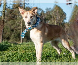 Goberian Dogs for adoption in San Andreas, CA, USA
